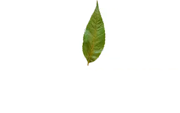 Nature's Pride Landscaping
